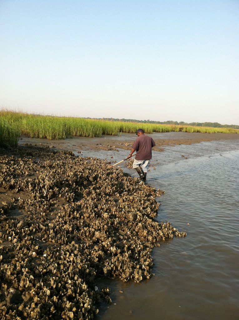 Oyster Bed St. Helena Sound SC